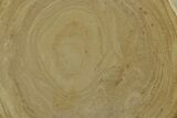 Polished Devonian Domal Stromatolite Slab - Russia #365094-1